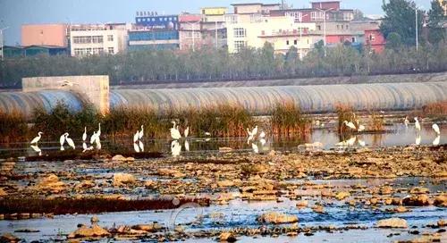 南陽白河國家城市溼地公園引大量冬候鳥光顧