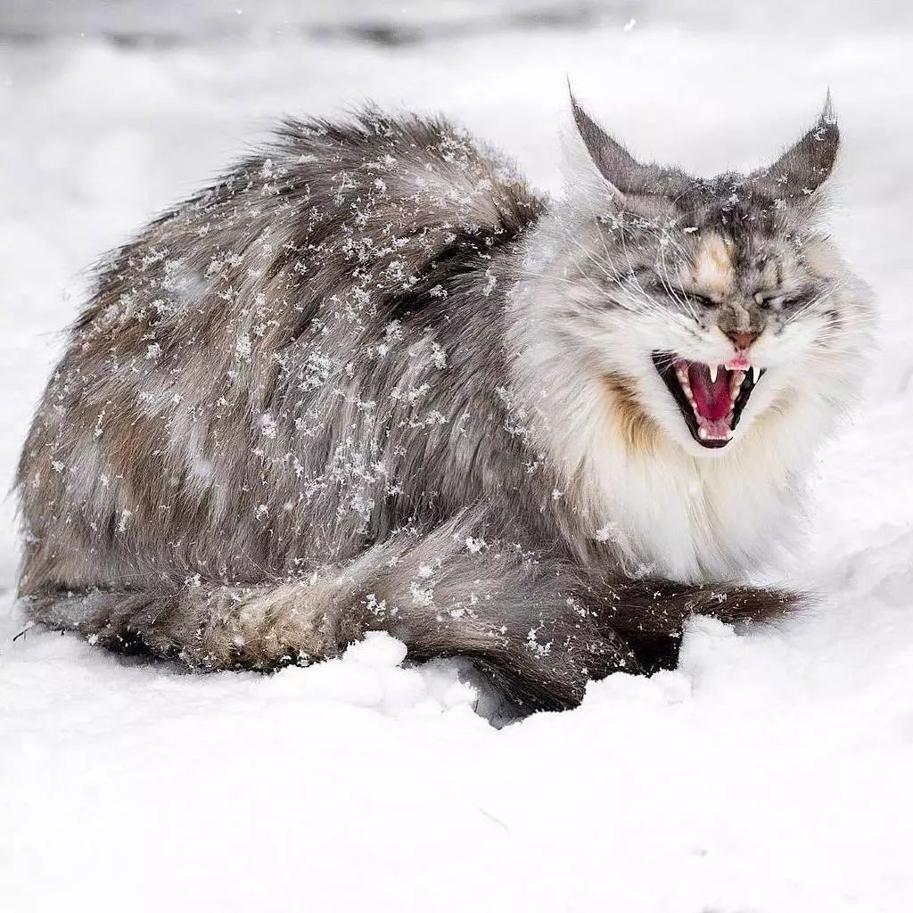 每日吸丨高冷的雪地猫