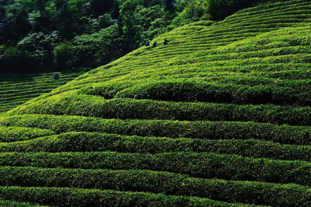 (陆羽所著的《茶经》中,对东白山茶叶做了流芳百世的品评"婺州东阳县