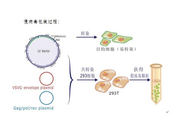 慢病毒表达载体包含了包装,转染,稳定整合所需要的遗传信息