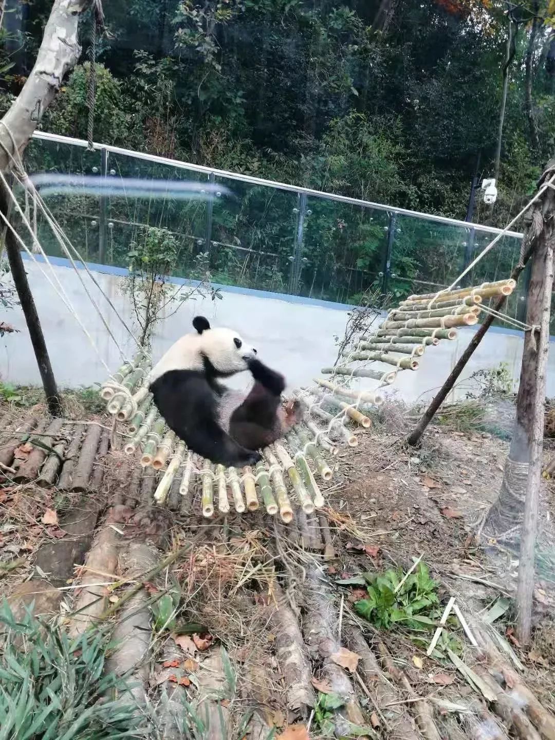 黔靈山公園的大熊貓長胖了是吃太多還是