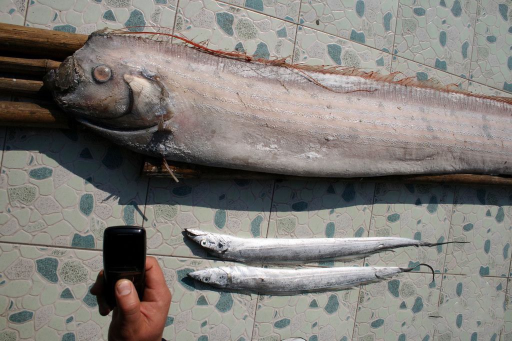 它便是地震鱼,也被称为皇带鱼,龙王鱼,大带鱼属于带鱼的一种