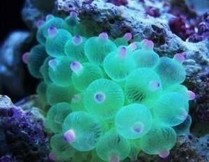 奶嘴海葵颜色变浅图片