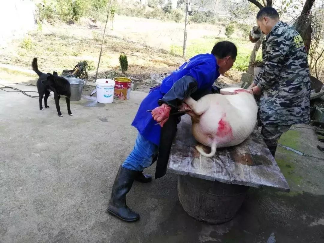 不看不知道,原来土家族连杀猪都有这么多的学问!