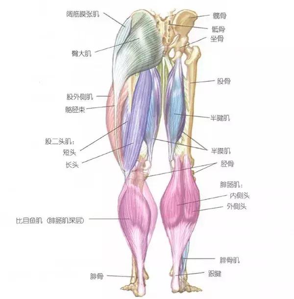 人体下肢肌肉结构图图片