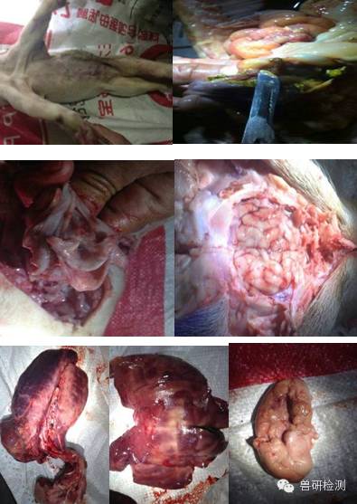 猪伪狂犬内脏解剖图片图片