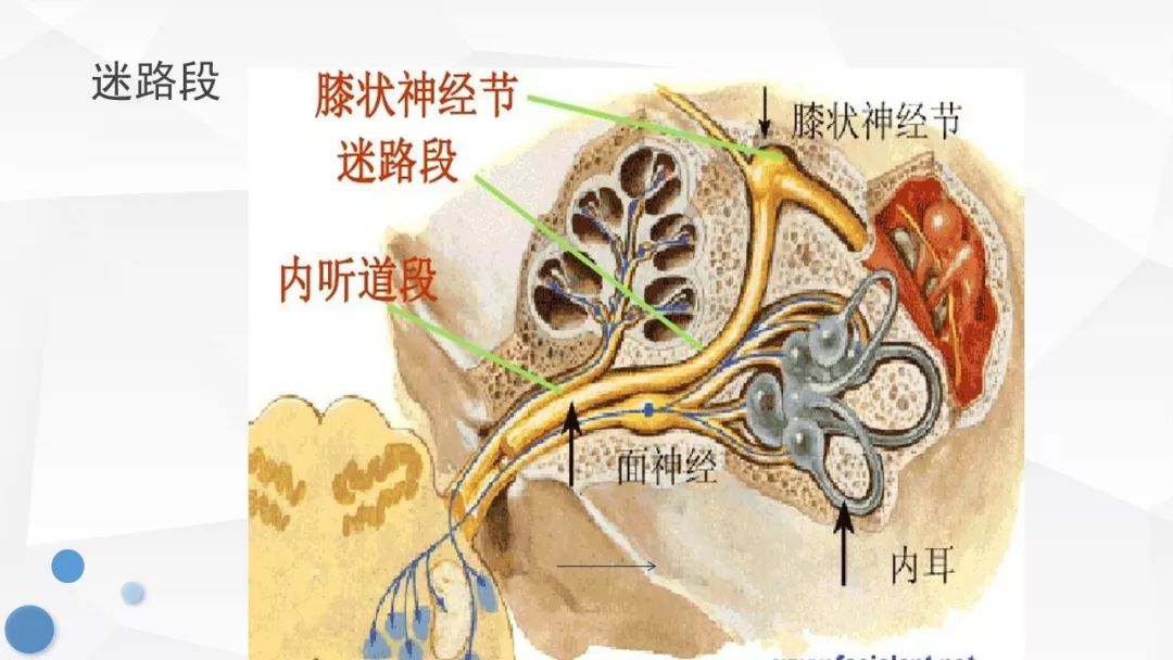 膝状神经节图片