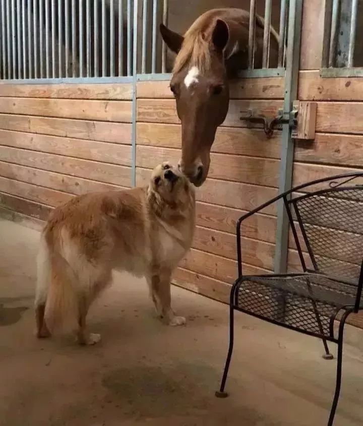 马犬和金毛杂交智商图片