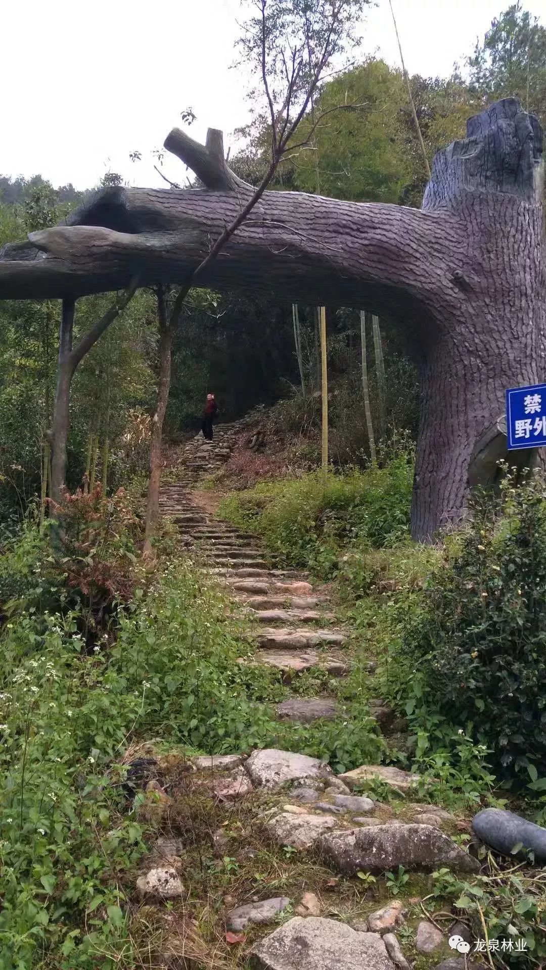 龙泉森林古道冬日里绚丽的风景