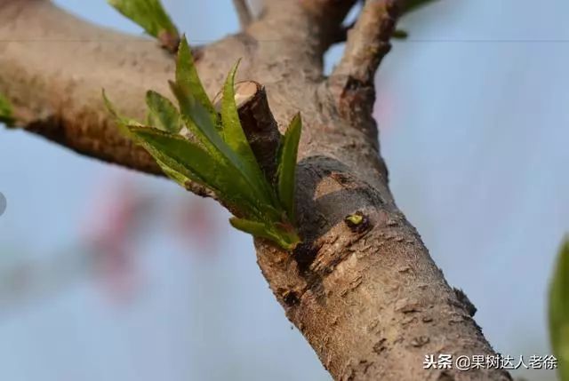 又到桃樹冬剪時什麼時候剪怎麼剪這篇文章告訴你