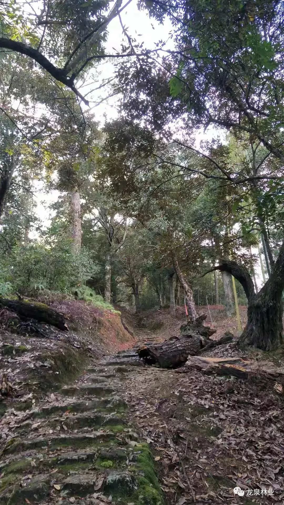 龙泉森林古道冬日里绚丽的风景