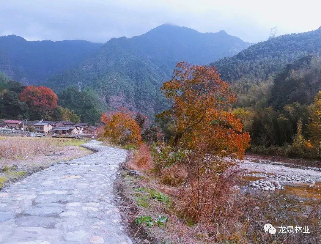 季山头村红色文化氛围浓重,沿途石阶保持较完整,红豆杉等名木古树林立