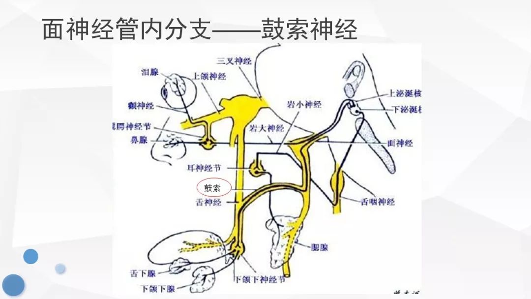 鼓索神经示意图图片