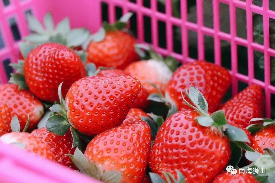 香甜多汁,佛山大片草莓成熟!还有近千种菊花免费赏,周末走起!