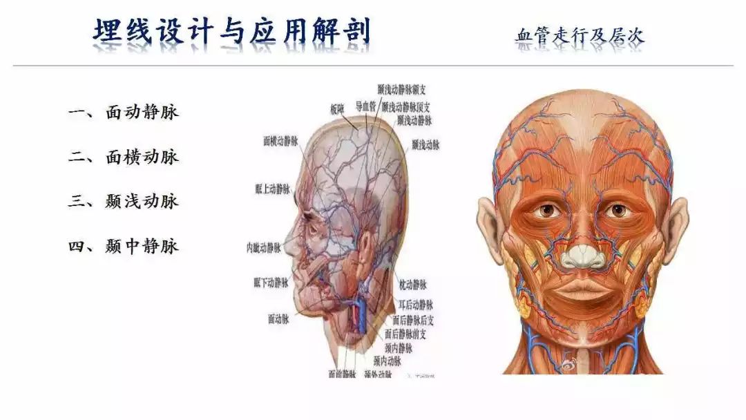 面部年輕化 | 基於解剖學的面部提升術_美學