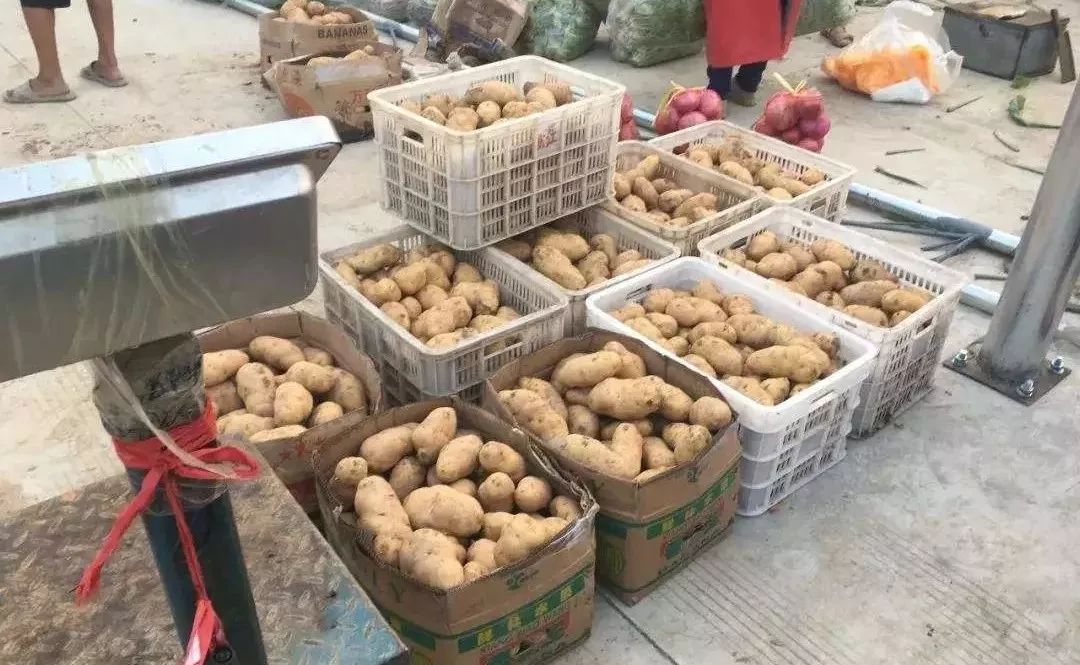 【薯讯】土豆市场态势惨淡 短期行情难有起色