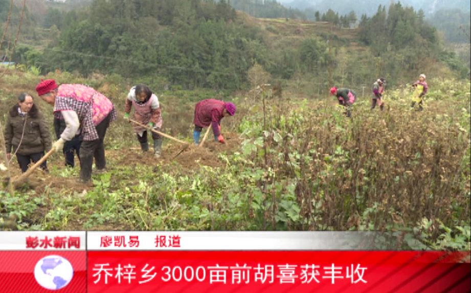 乔梓乡3000亩前胡喜获丰收