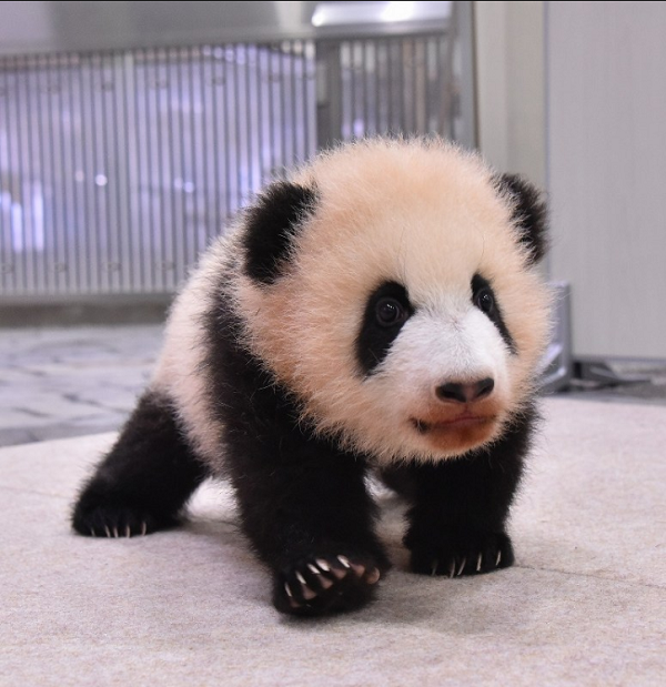 日本出生的熊猫宝宝有名字啦!