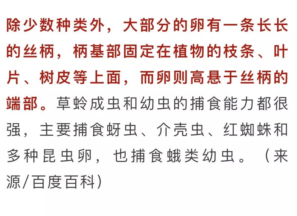 那到底是優曇婆羅花還是草蛉蟲卵呢?