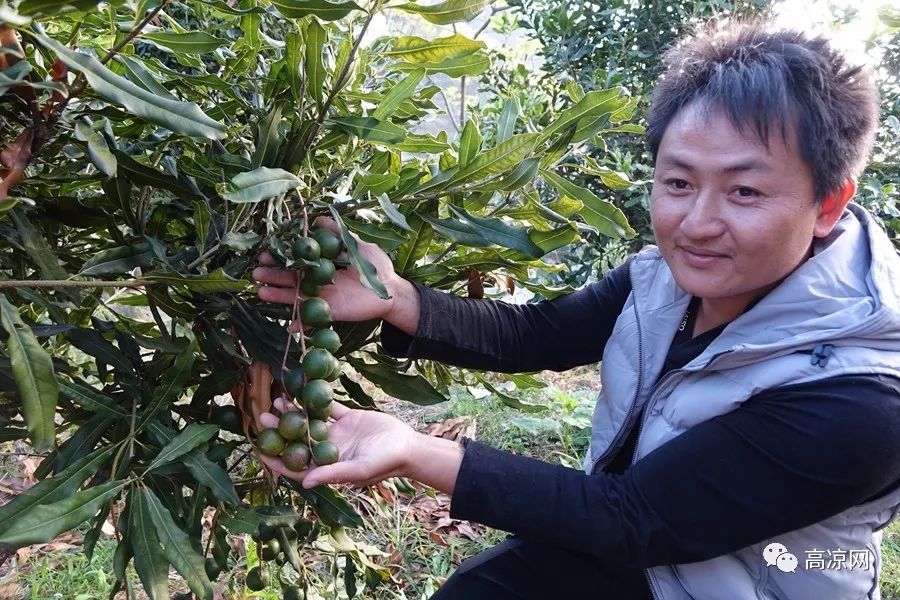 50多元一斤的夏威夷果茂名地區僅高州有人大規模種植香脆爽口