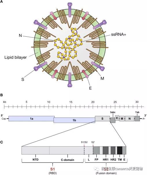 fcov是一種具有包膜的正鏈rna病毒,包含2個非結構基因分別編碼複製酶