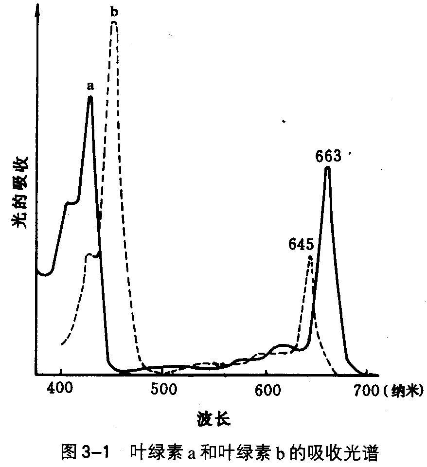 叶绿体色素的吸收光谱图片