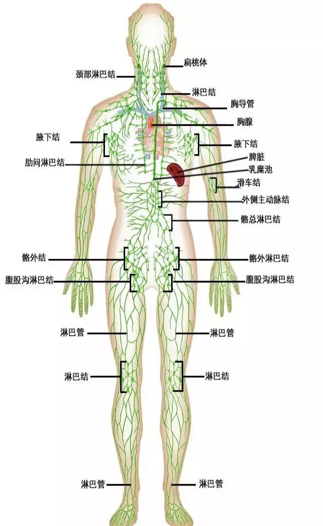 人的身体中有800多个淋巴结,人体上半身有400多个,光在颈部就有200多
