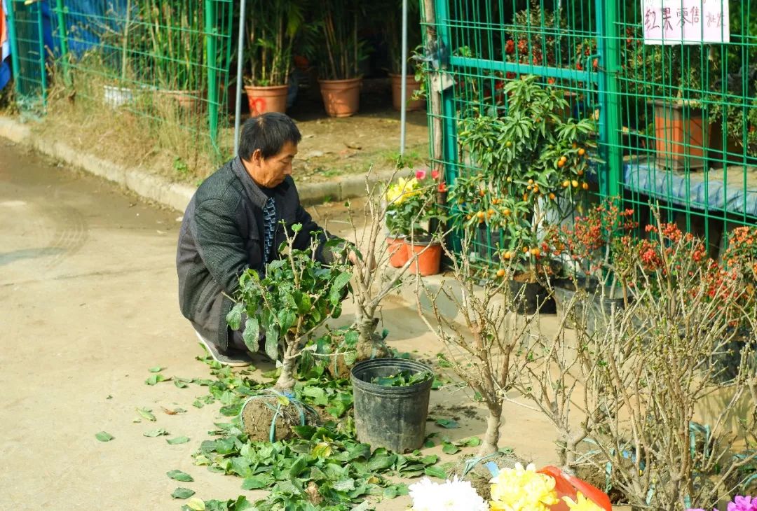 南京仙东花卉苗木基地图片