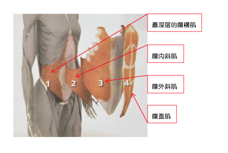 腹部肌群不僅僅指位於腹部前面的肌肉,其中大部分肌肉都延伸至腹部