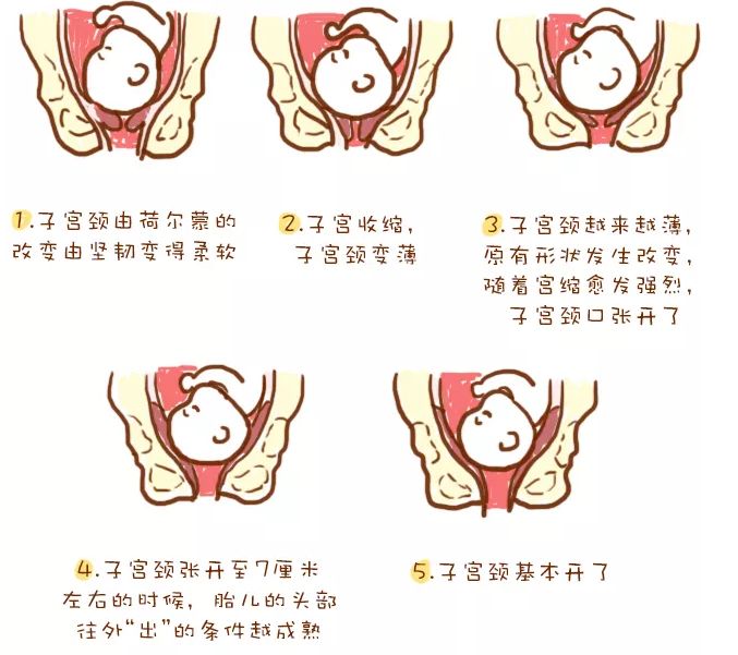 开宫口解剖图图片