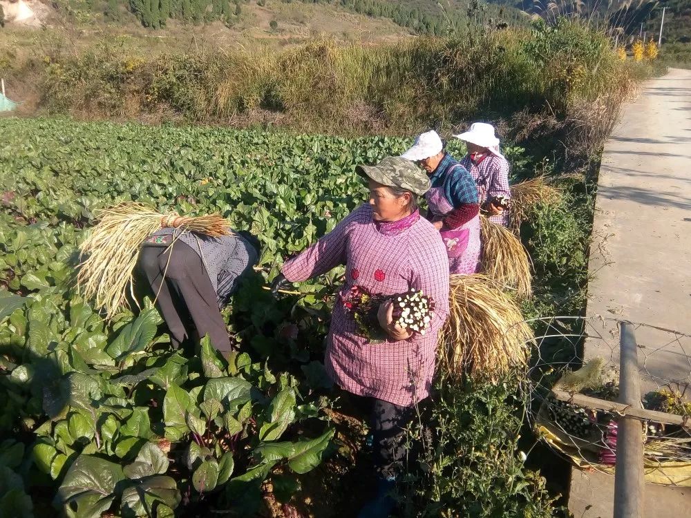 炉山镇甘坝村:红油菜苔种出群众火红新生活