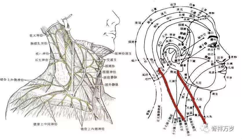 最後,我們的胸鎖乳突肌周圍,還有很多傳統中醫穴位的分佈,比如