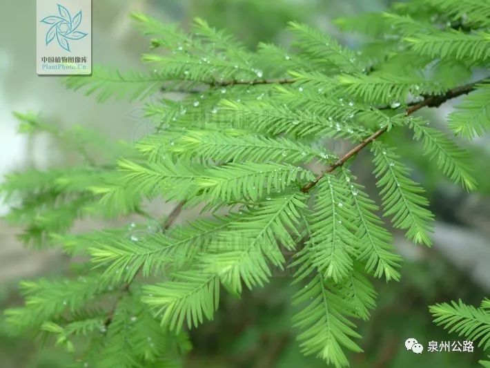 落羽杉(taxodium distichum)則是葉子