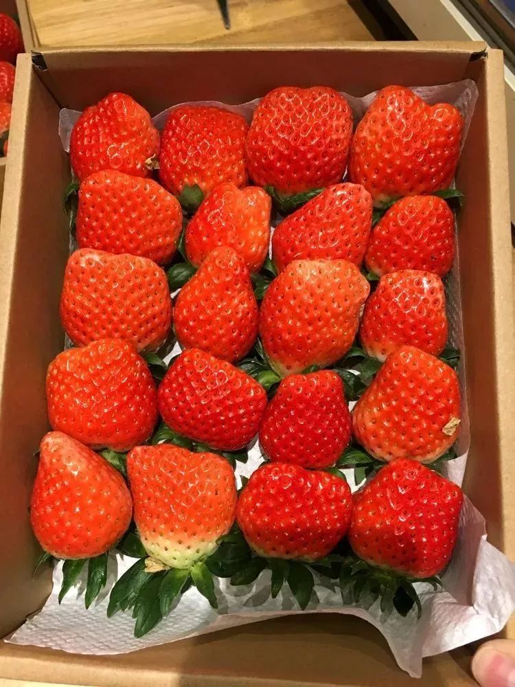 奉化草莓图片