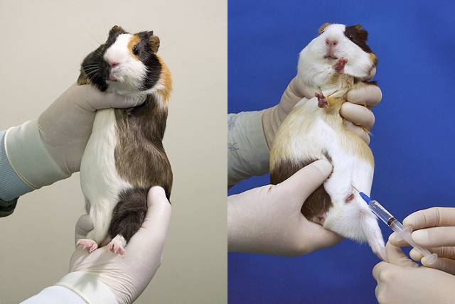 日本豚鼠实验战栗图片
