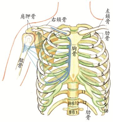 人体肋骨共12对,左右对称,前端仅第1