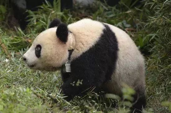 大熊猫晴晴的故事图片