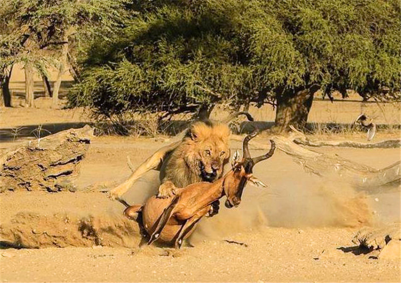 狮子和羚羊奔跑的图片图片