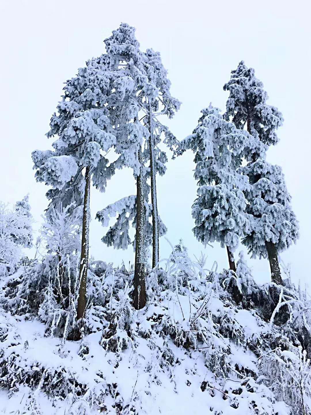 龙池雪景图片