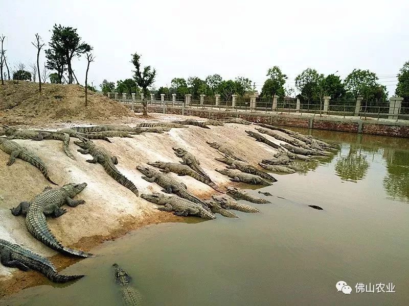 广东最大鳄鱼养殖基地图片