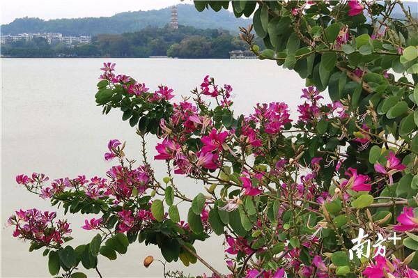 惠州市市花图片图片