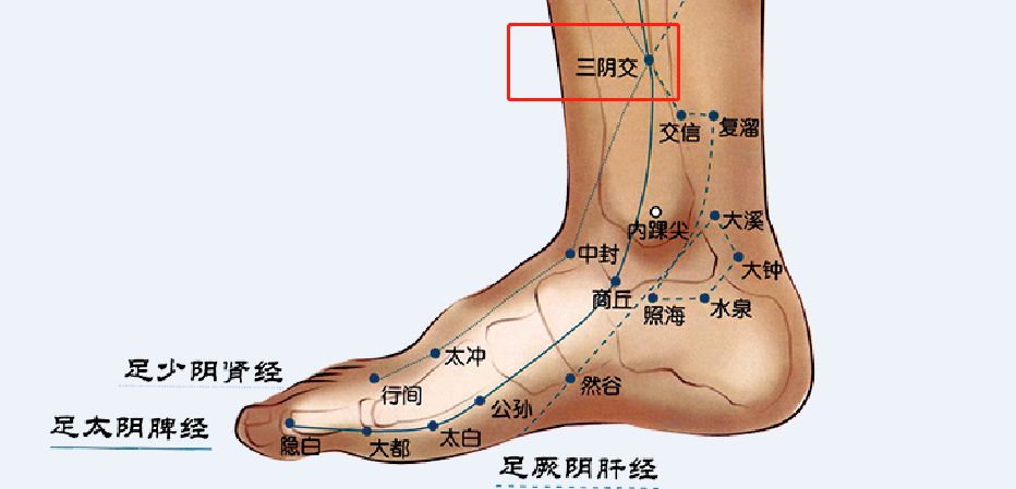 脚踝经络图 内侧图片