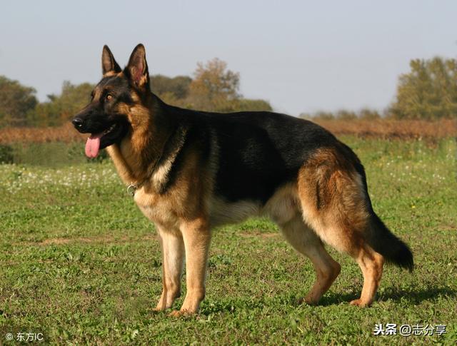 俗称狼狗的德国牧羊犬对主人服从和忠诚,被广泛用于军警两界
