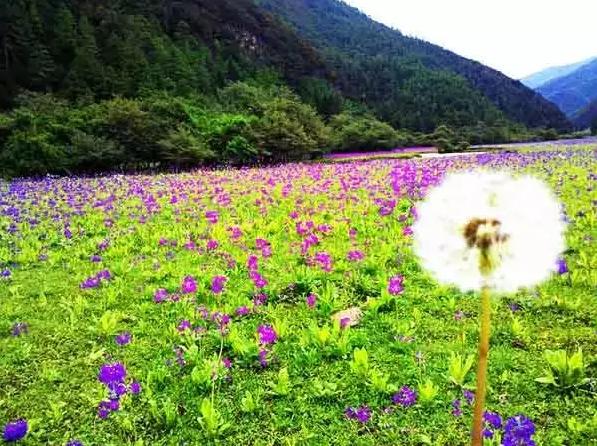 木底箐花海星火山位於西雙版納傣族自治州勐海縣勐遮鎮,除了土生土長