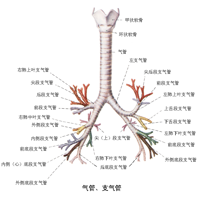 咽喉与气管位置图片图片