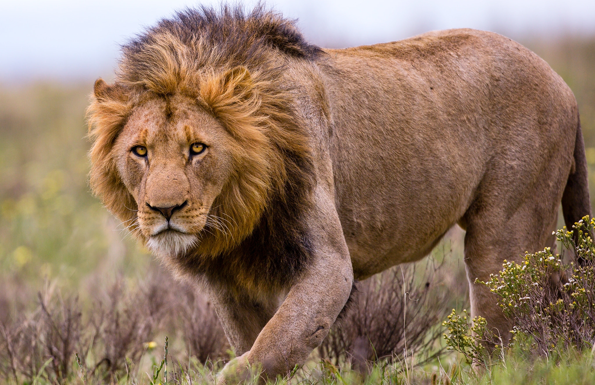为何狮群中的雄狮很少参与捕猎原来雄狮捕猎常遭母狮嫌弃