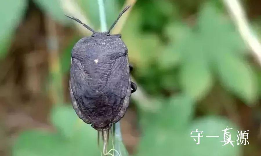 锯齿螳蝽图片