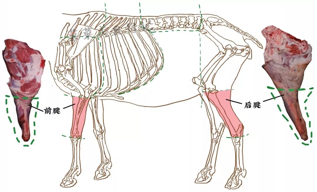 母羊的解剖结构图图片