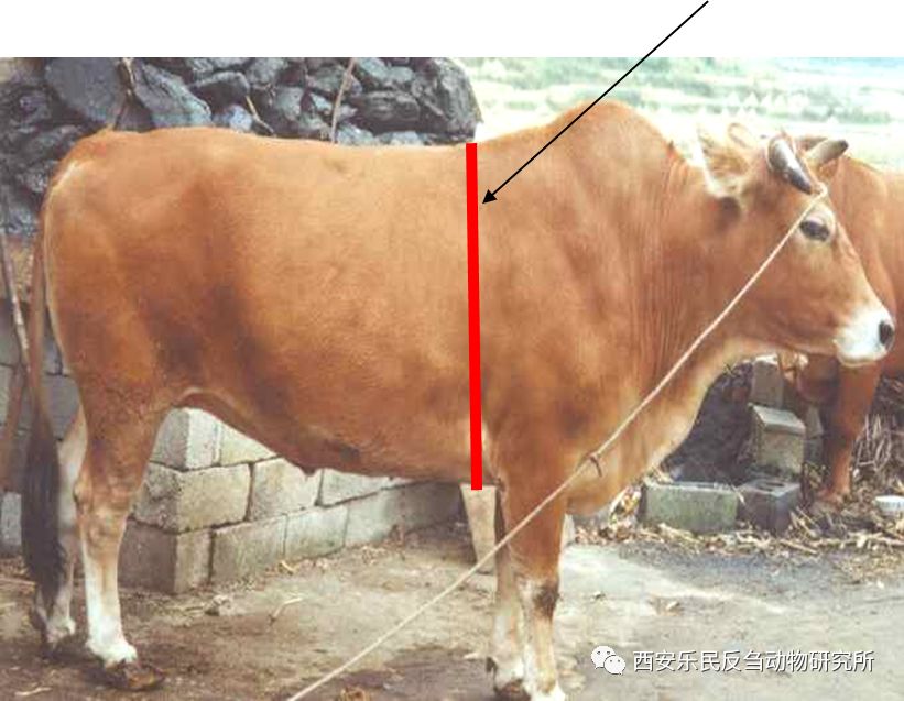 牛的前肢关节图图片
