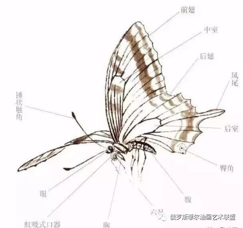 蝴蝶身体部位分解图图片